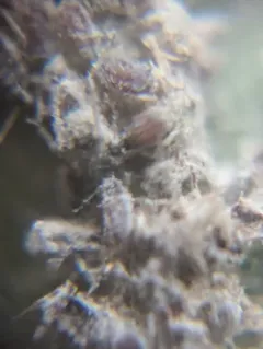 Buttonbush aphid thumbnail 1