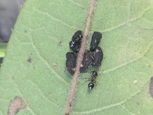 Publilia reticulata