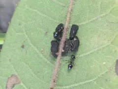 Publilia reticulata thumbnail 1