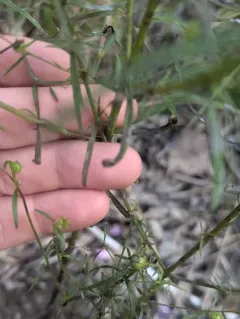 Podosphaera phtheirospermi thumbnail 1