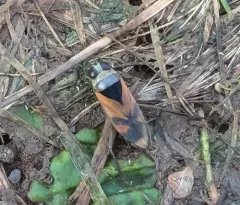 Notonecta insulata thumbnail 2