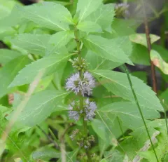 corn mint thumbnail 4