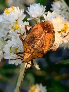 Apoecilus bracteatus thumbnail 2