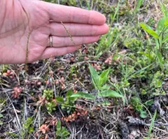Mountain Ricegrass thumbnail 4