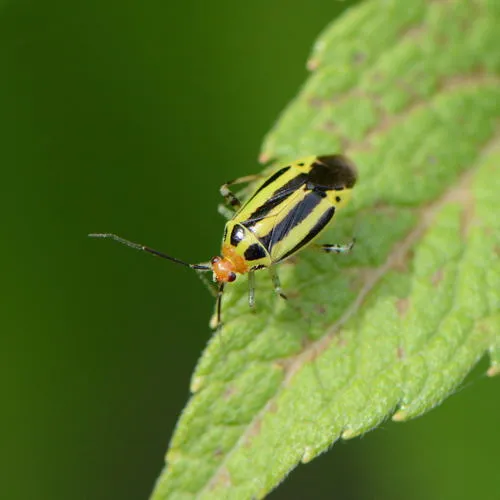 Four-lined Plant Bug