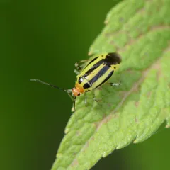 Four-lined Plant Bug thumbnail 1