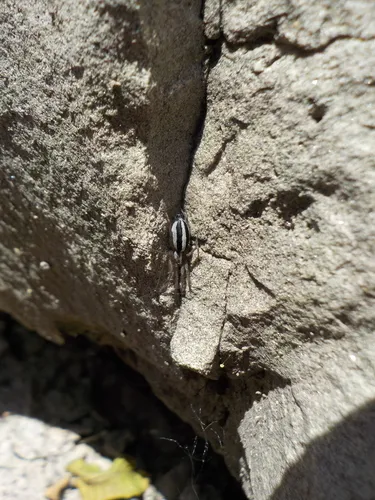Two-lined Stealthy Ground Spider