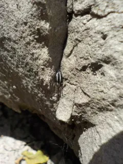 Two-lined Stealthy Ground Spider thumbnail 1