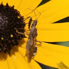 Spiny Assassin Bug thumbnail 2