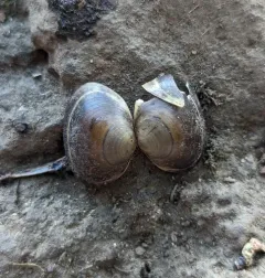 Rocky Mountain Fingernailclam thumbnail 4