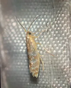 Argyresthia aureoargentella thumbnail 2