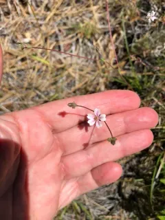 silky horkelia thumbnail 4