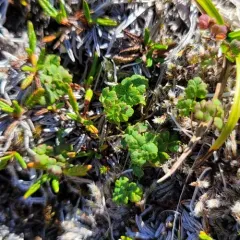 Alpine Meadow-rue thumbnail 4