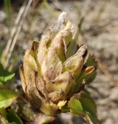 Rabdophaga rosacea thumbnail 4