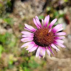 Wandering daisy thumbnail 4