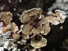 Pea-green Scale Lichen thumbnail 3