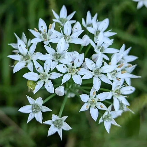 Garlic Chives