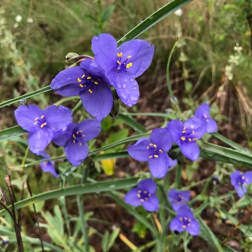 Western Spiderwort