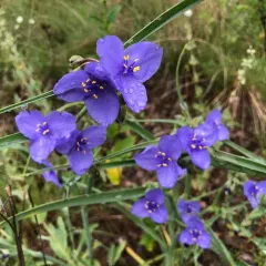 Western Spiderwort thumbnail 1