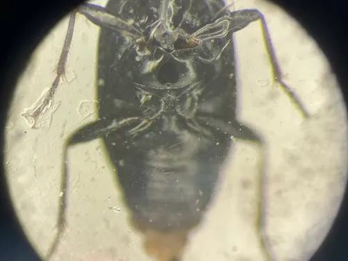 Bembidion carolinense