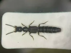 Cafius bistriatus thumbnail 2