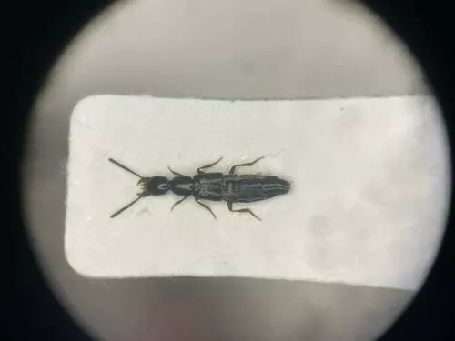 Black-winged Gabius Beetle