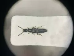 Black-winged Gabius Beetle thumbnail 1