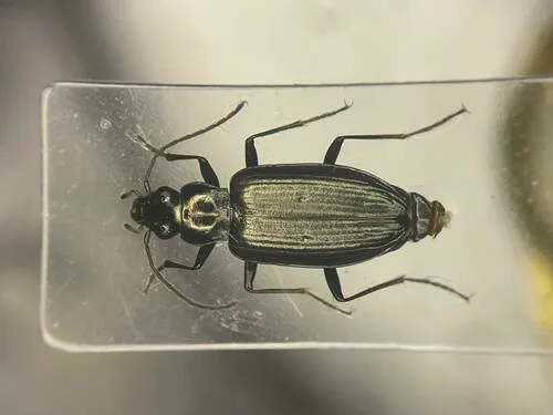 Bembidion planatum