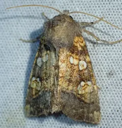 Harris’ Stalk Borer Moth thumbnail 3