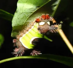 Saddleback Caterpillar Moth thumbnail 3