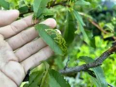 Phytomyza persicae thumbnail 1