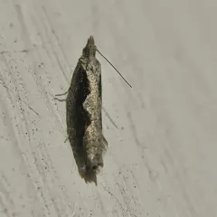 Diamondback Epinotia Moth thumbnail 4