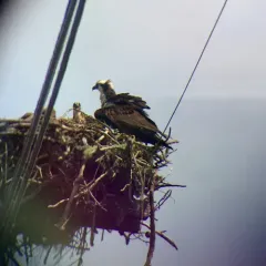 Osprey thumbnail 1