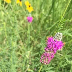 purple prairie clover thumbnail 3