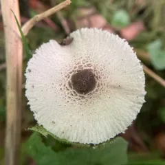 Skullcap Dapperling thumbnail 4