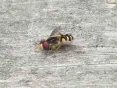 Black-legged Bog Fly thumbnail 2