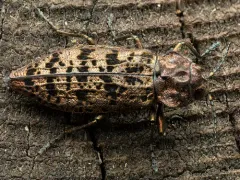 Trachykele nimbosa thumbnail 3