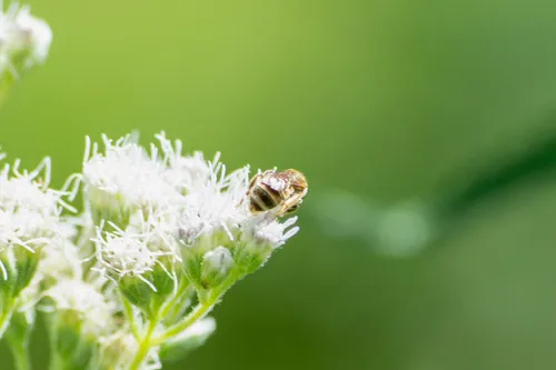 Epaulette Metallic Sweat Bee
