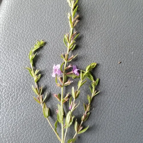 Winged Loosestrife