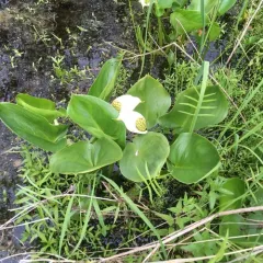 marsh calla thumbnail 3