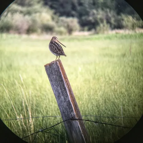 Wilson's Snipe