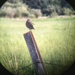 Wilson's Snipe thumbnail 1