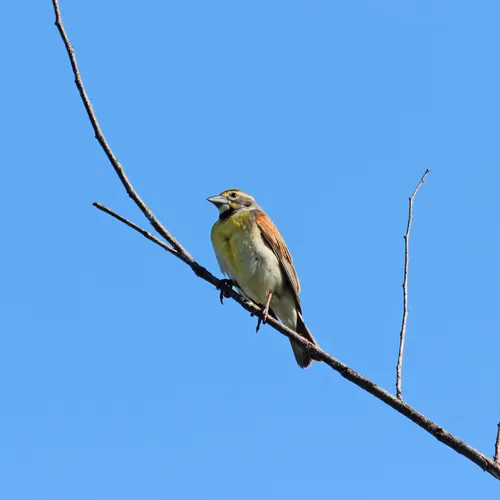 Dickcissel