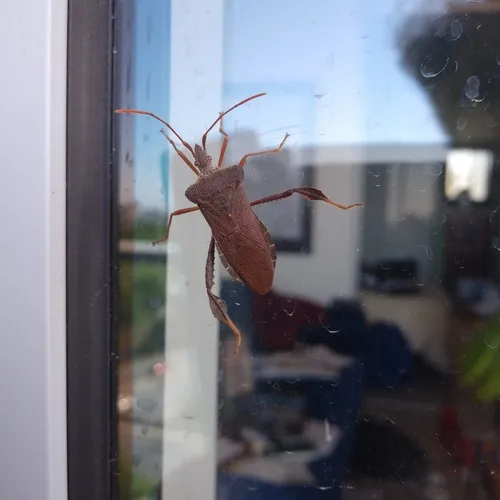 Magnolia Leaf-footed Bug