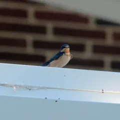 Barn Swallow thumbnail 2