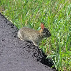 Eastern Cottontail thumbnail 2