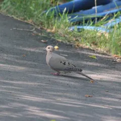 Mourning Dove thumbnail 3