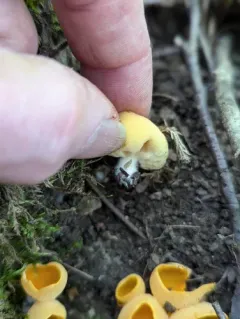 Stalked Orange-peel Fungus thumbnail 3