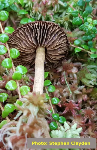 Phialoascus borealis