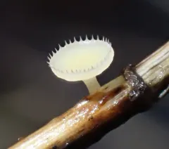 Cyathicula coronata thumbnail 3